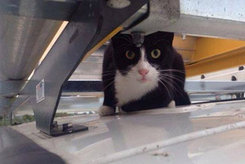 Кот бесстрашно проехался на крыше фургона со скоростью 112км/ч